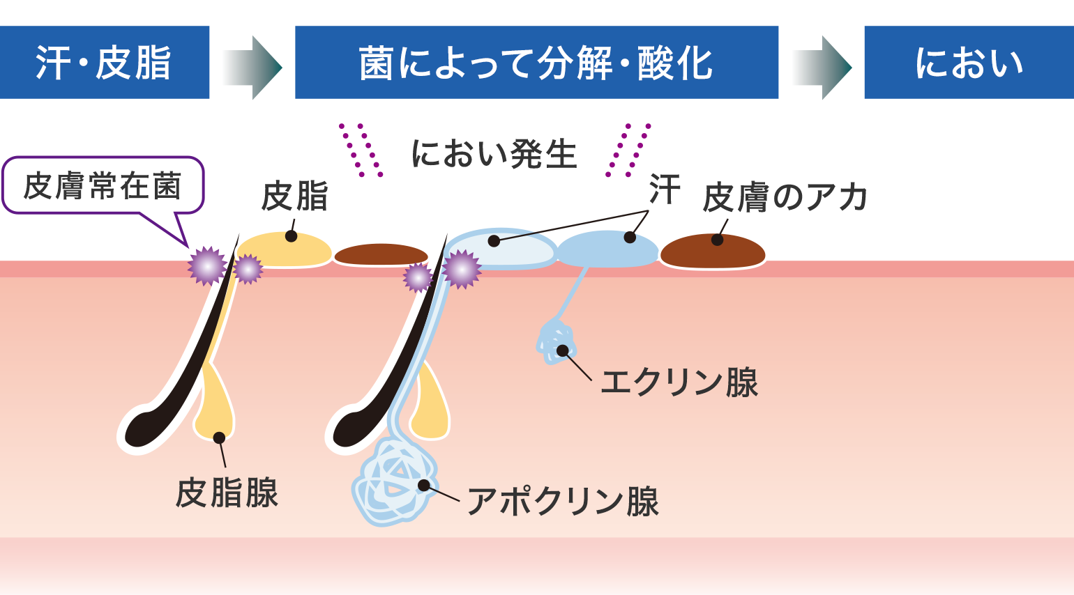 太ってる人の体臭が気になる？原因と今すぐできる対策を解説！烏丸のパーソナルジム・LIVIVALダイエットスクール