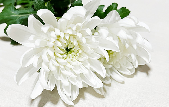 献花の相場はどれくらい？ 供花や枕花との違い・供花のマナー 葬儀屋さん