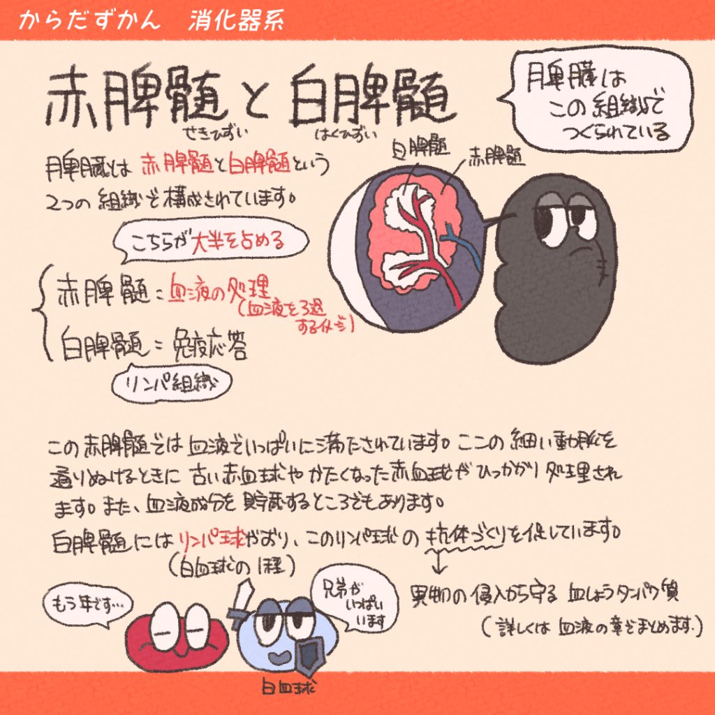 Visual Anatomy 視覚解剖学