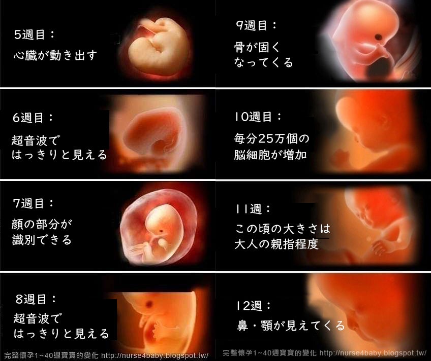 名古屋市科学館科学館を利用する展示ガイドキーワード検索「た」ではじまるキーワード キーワード 胎盤受精から出産まで