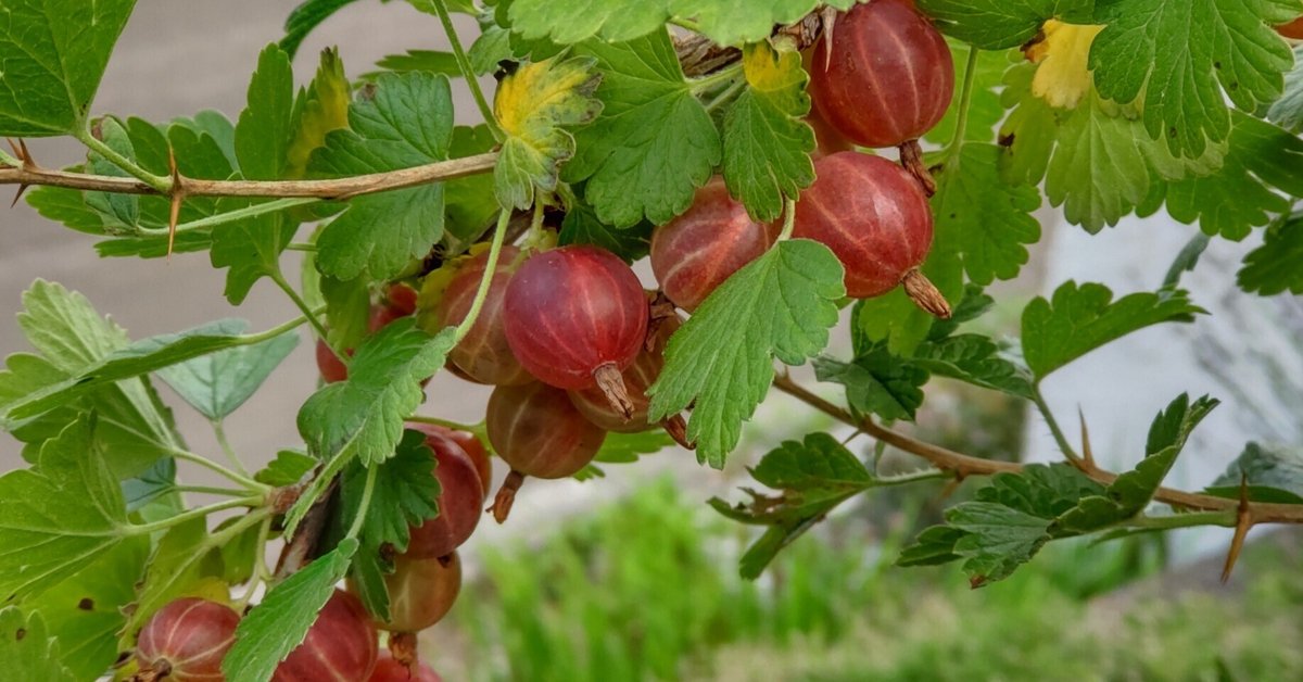 グズベリー 写真素材1224334- フォトライブラリ