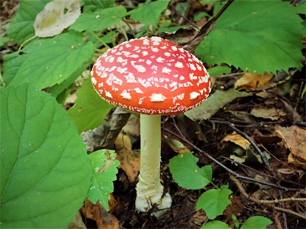 日本の毒きのこ フィールドベスト図鑑 学研の通販 by ry0803's shopラクマ