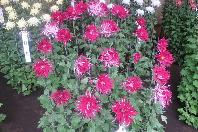 摂大薬草園 Setsunan Garden