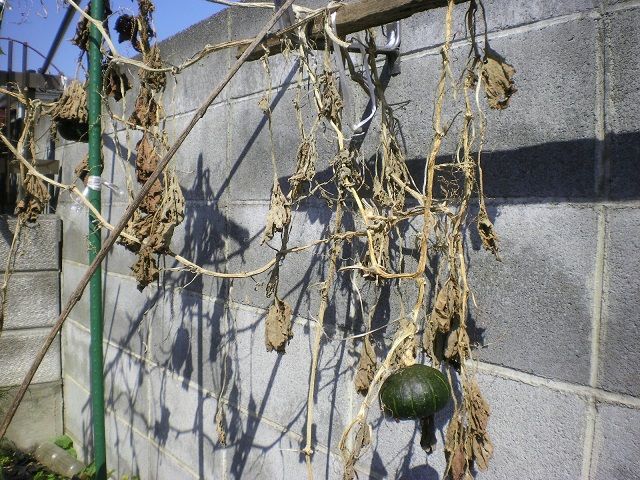 かぼちゃの雌花が咲かずに枯れる、、園芸日記byなめこふみんなの趣味の園芸479567
