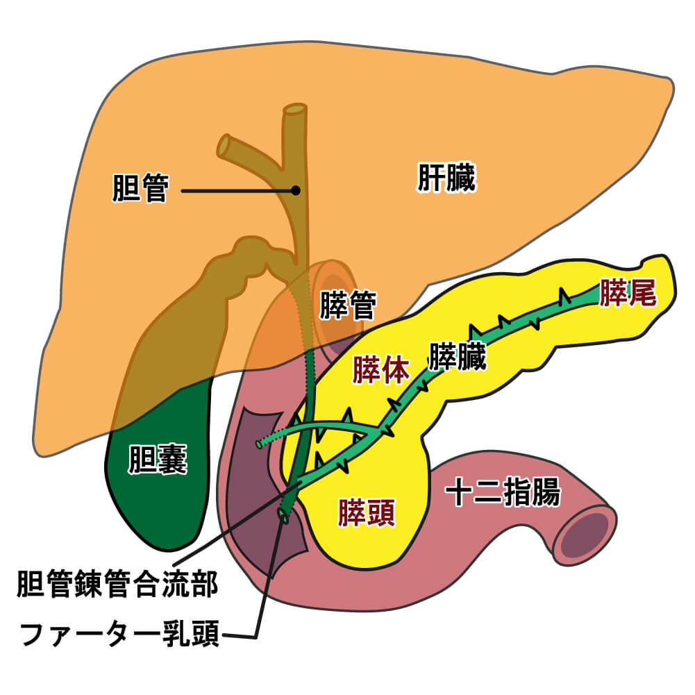 喉頭徹底的解剖学 かずひろ先生 解剖学