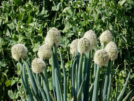 ネギ坊主はどうしてできるの？ – 小西農園福井の白ネギ農家