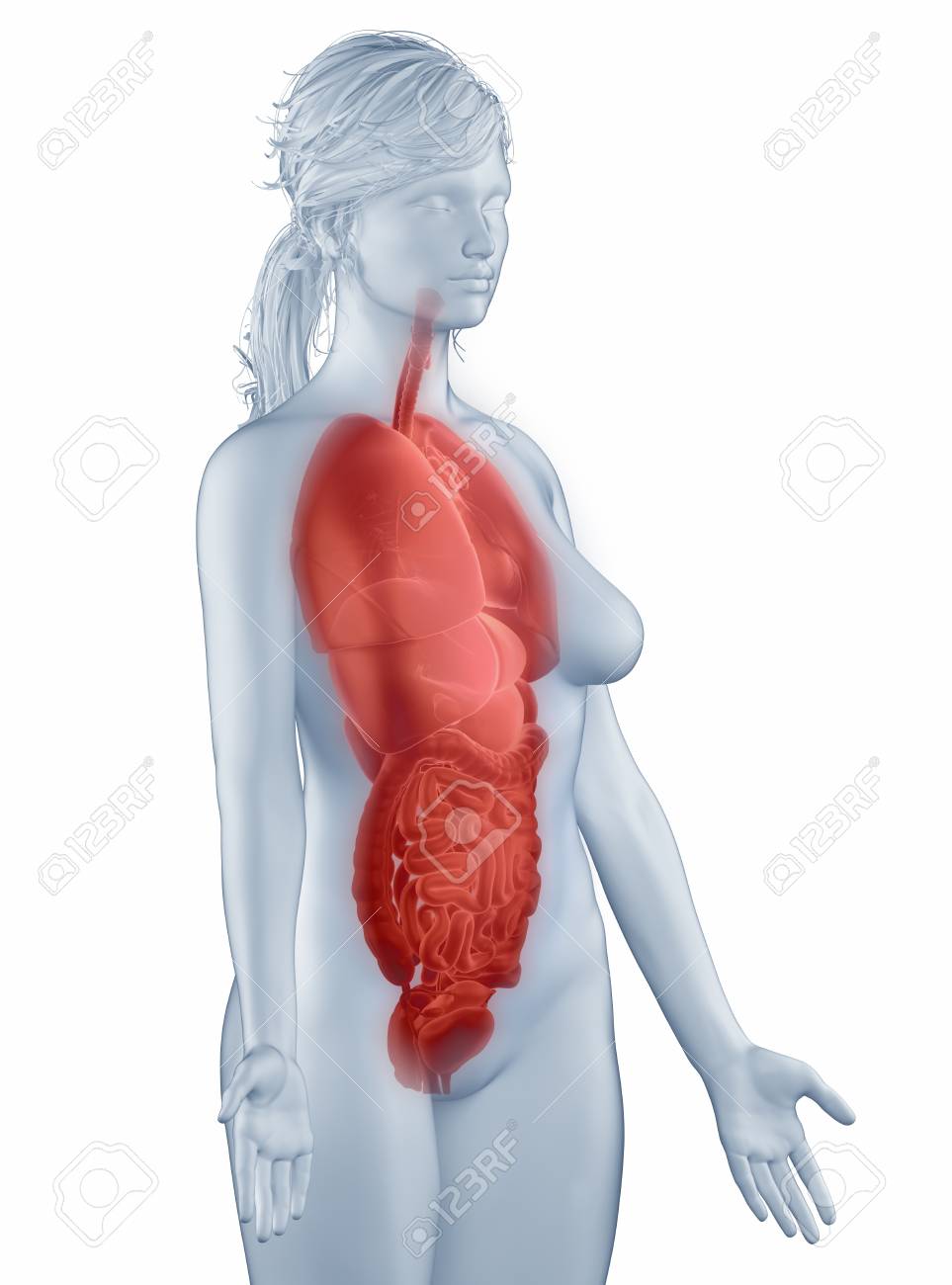 2,637 Female Abdomen Anatomy Stock Photos, High-Res Pictures, and Images -Getty Images