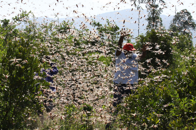 バッタ 飛蝗 の駆除方法と食害対策産卵された卵を発見したので本気で退治します！おしえて！田舎センセイ