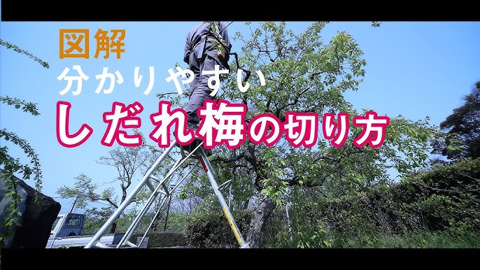 南高梅の剪定時期と方法 夏・冬 徒長枝の見分け方から