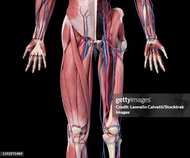 腸腰筋を鍛えるならこれ！＜二―アップを極める＞FITNESS LOVE フィットネスラブ