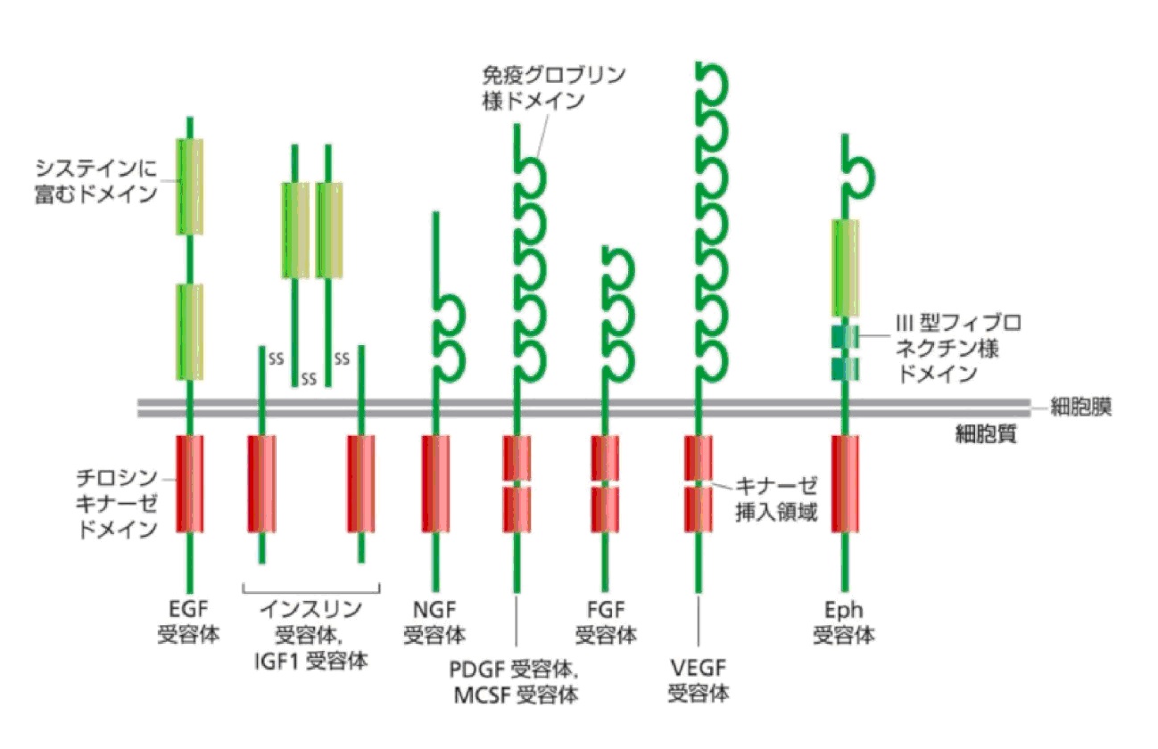 チロシン」の2506点のロイヤリティフリー画像、写真素材、絵Shutterstock