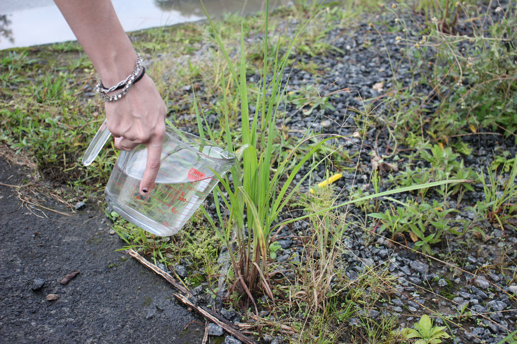 雑草に熱湯をかけるだけで除草完了！簡単で効果的な熱湯のかけ方を解説お庭110番
