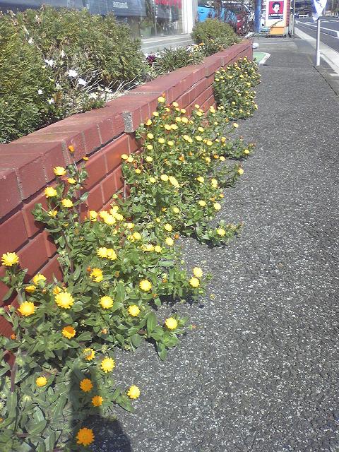 キンセンカの育て方を紹介！種まきのしかたから人気の品種まで解説 – 東京寿園