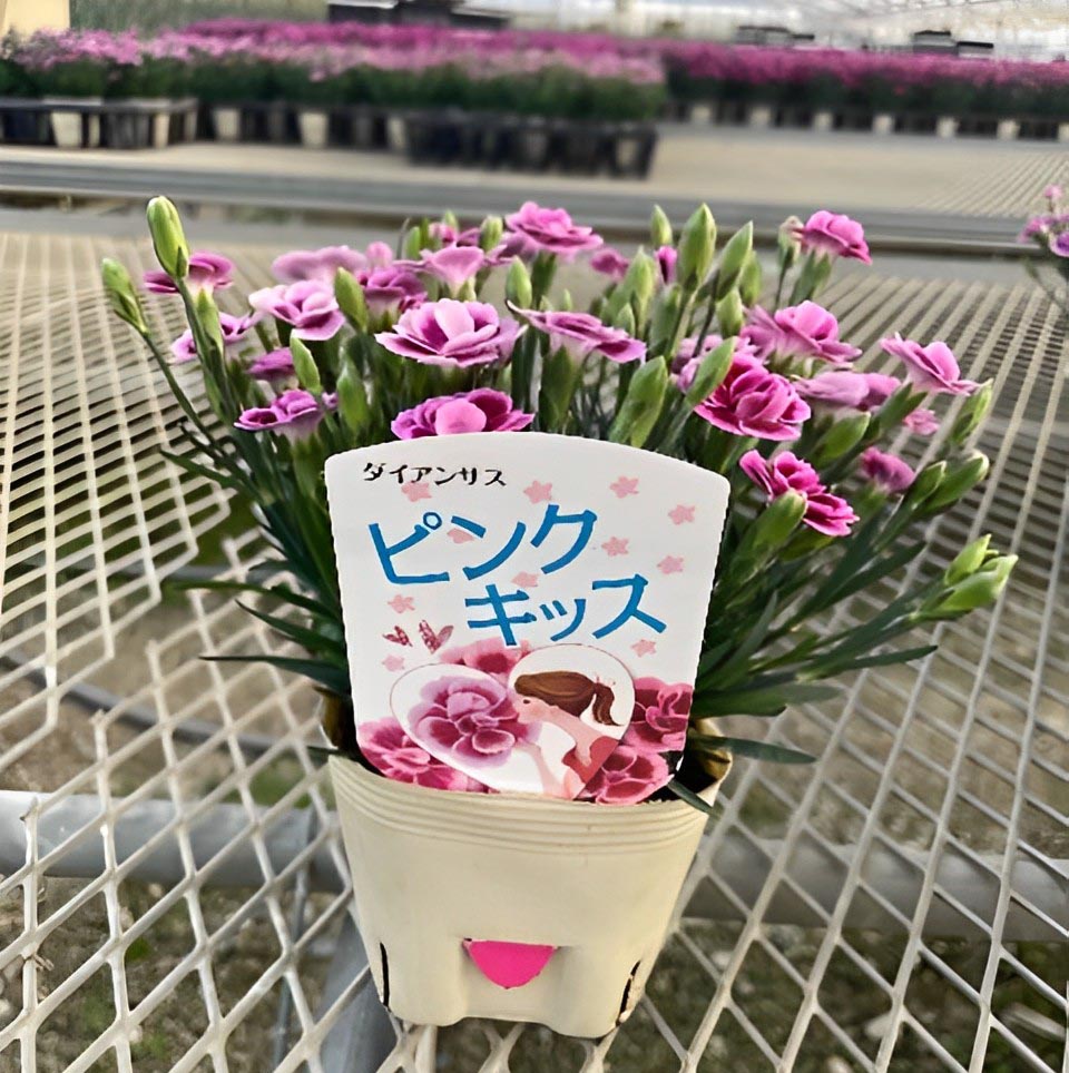 今年も ピンクキッス ラブラブ作戦そだレポ 栽培レポート bypri✡️みんなの趣味の園芸