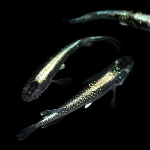 ヒメタニシの飼い方を徹底解説・混泳向きでも注意が必要・濾過摂食とは東京アクアガーデン