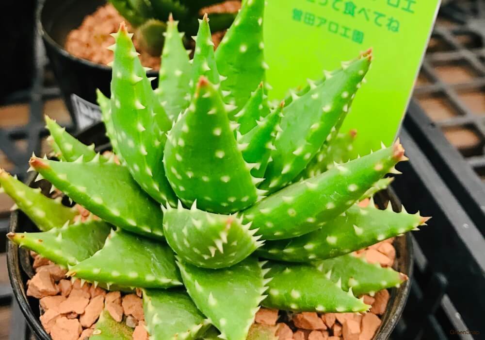 アロエの種類図鑑希少種や高級品種はどれ？それぞれの見分け方は