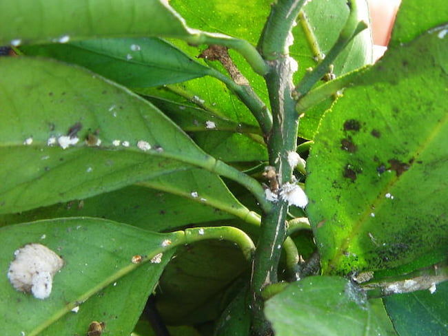 スス病 への対処