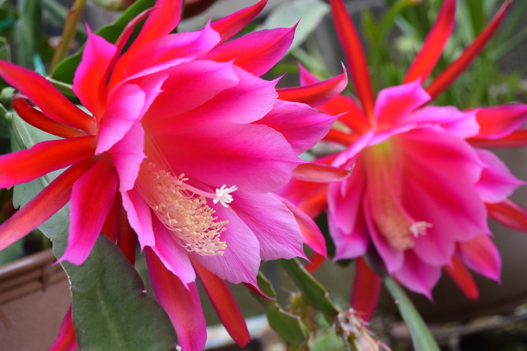 花言葉で恋愛運アップ！片想いのあなたへ