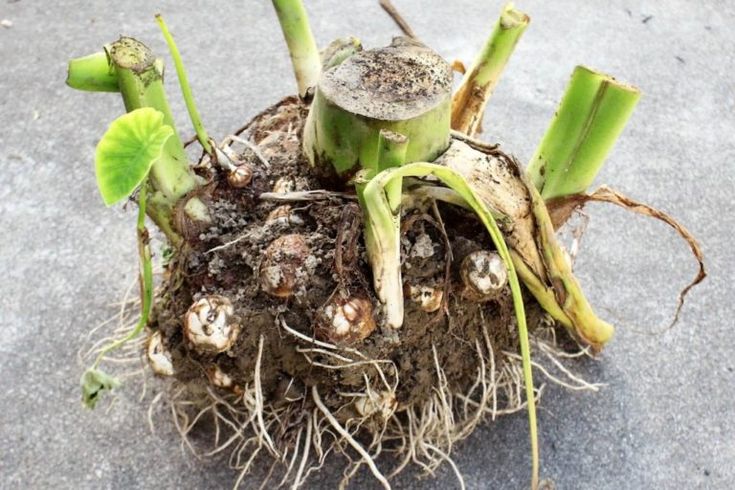 4000円で始める海外で話題の逆さ栽培に挑戦してみた - karaage.からあげ