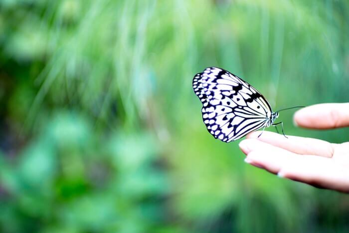 夢占い 気持ち悪い虫の夢の意味状況別にスピリチュアル的な暗示を診断！スマート夢占い - Part 2