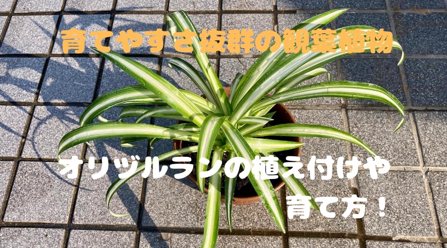 オリヅルラン」の育て方・管理の仕方観葉植物で部屋を飾りましょう