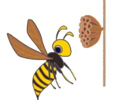 蜂に刺された時に自分で対処する方法とは！？対処法を紹介！！京都府の蜂駆除業者なら蜂のエース。京都府・大阪府・奈良県・兵庫県なら最短30分で駆け付けます