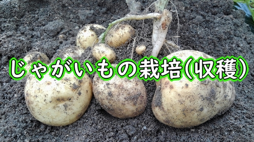 読めば流れがわかる！ジャガイモの栽培方法農家web