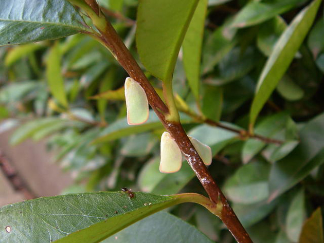 シンビジウム 白: 乙女座宮