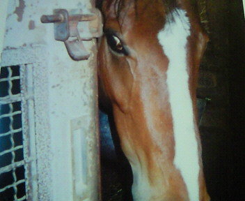 フレーメン？ってなに？『馬を庭で飼う』アニマルガーデンnikokoroのブログ