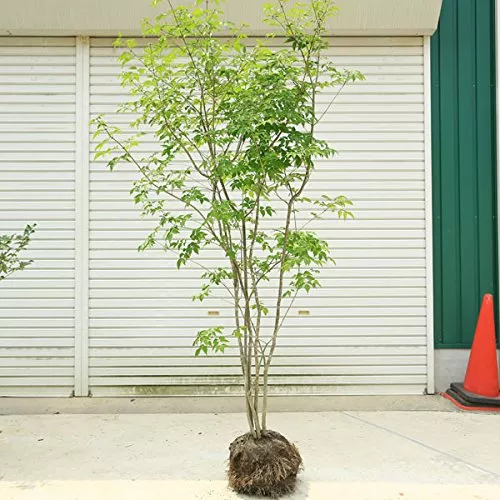 施工付き植木シンボルツリー 樹高2.5m以上 アオダモhnw1 j-1 j-02