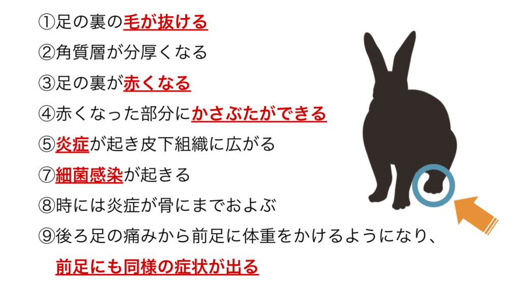 ☆尿やけによるタダレに朗報☆幸齢うさぎ