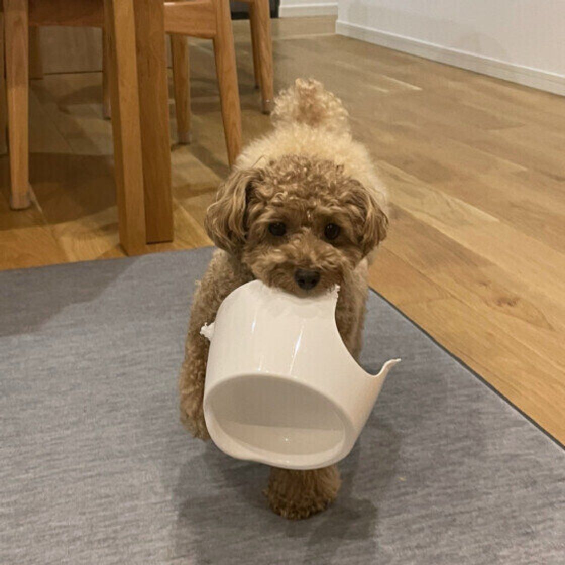 猫の食器は人用の洗剤で洗っても大丈夫？ペットショップ 犬の家&猫の里子犬だけでなく子猫の情報もたくさん