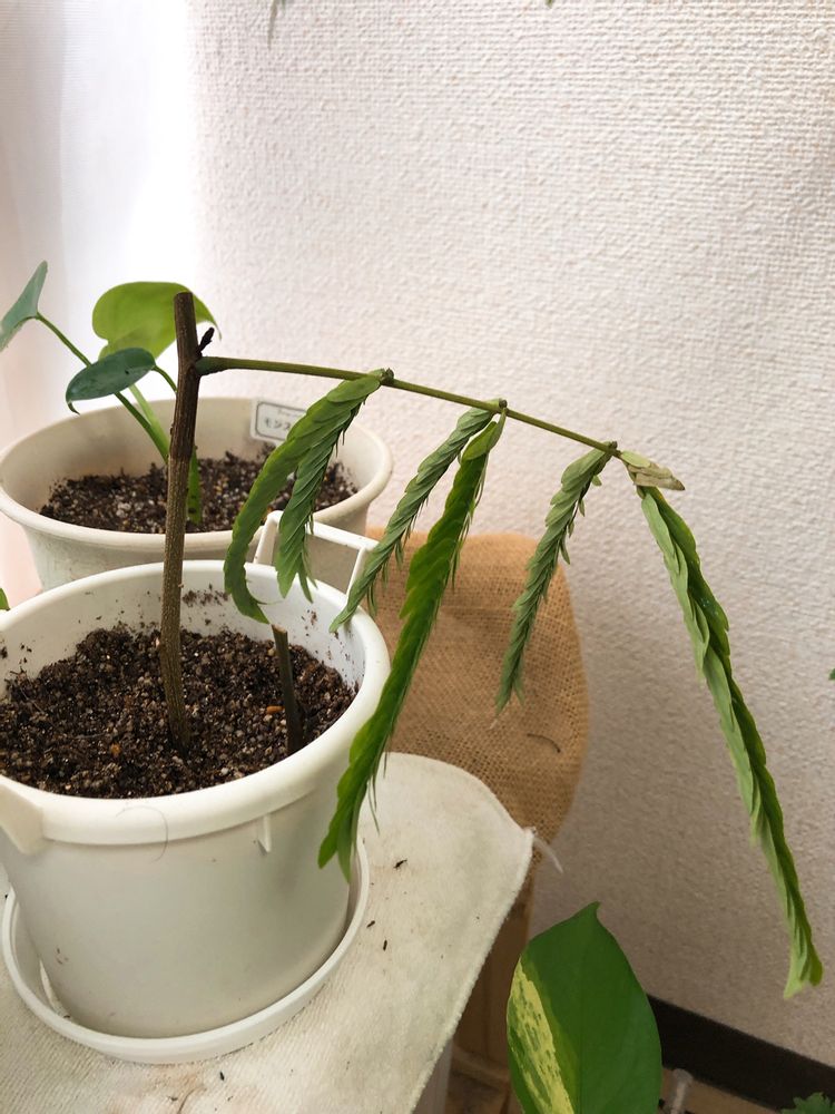 エバーフレッシュの挿し木時期と方法について観葉植物・お花の通販 AND PLANTSアンドプランツ