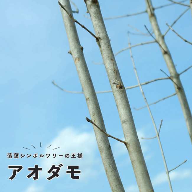 アオダモ全国ガーデン情報サイト「お庭の窓口」