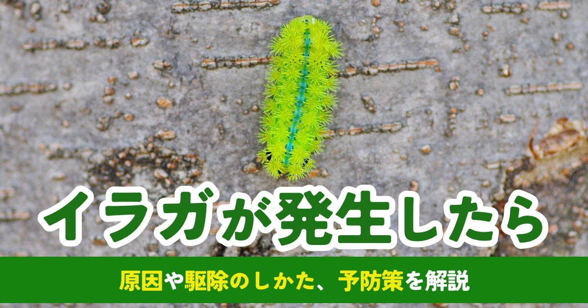 生態園の自然：イラガの繭