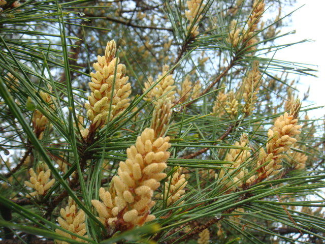 マツの花を観察して裸子植物の特徴を調べよう！ 胚珠がむき出し理科の授業をふりかえる