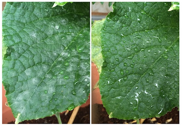 ガクアジサイのうどんこ病の治療方法は