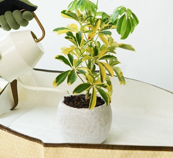 観葉植物の植え替え適切な時期とやり方の基本HitoHana ひとはな