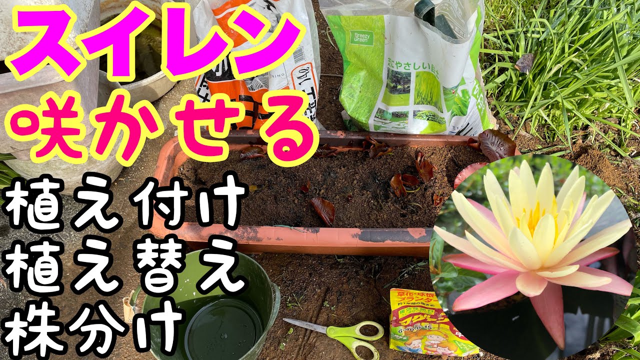 メダカ付き！ヒメスイレンセットB杜若園芸WEBショップ水草の生産販売 通販ショップ