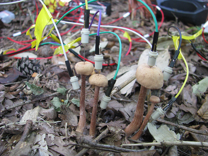 寒さ好きの菌類たちは、いかに雪腐病菌になったか 後編菌は語る――ミクロの開拓者たちの生きざまと知性 星野保web春秋 はるとあき