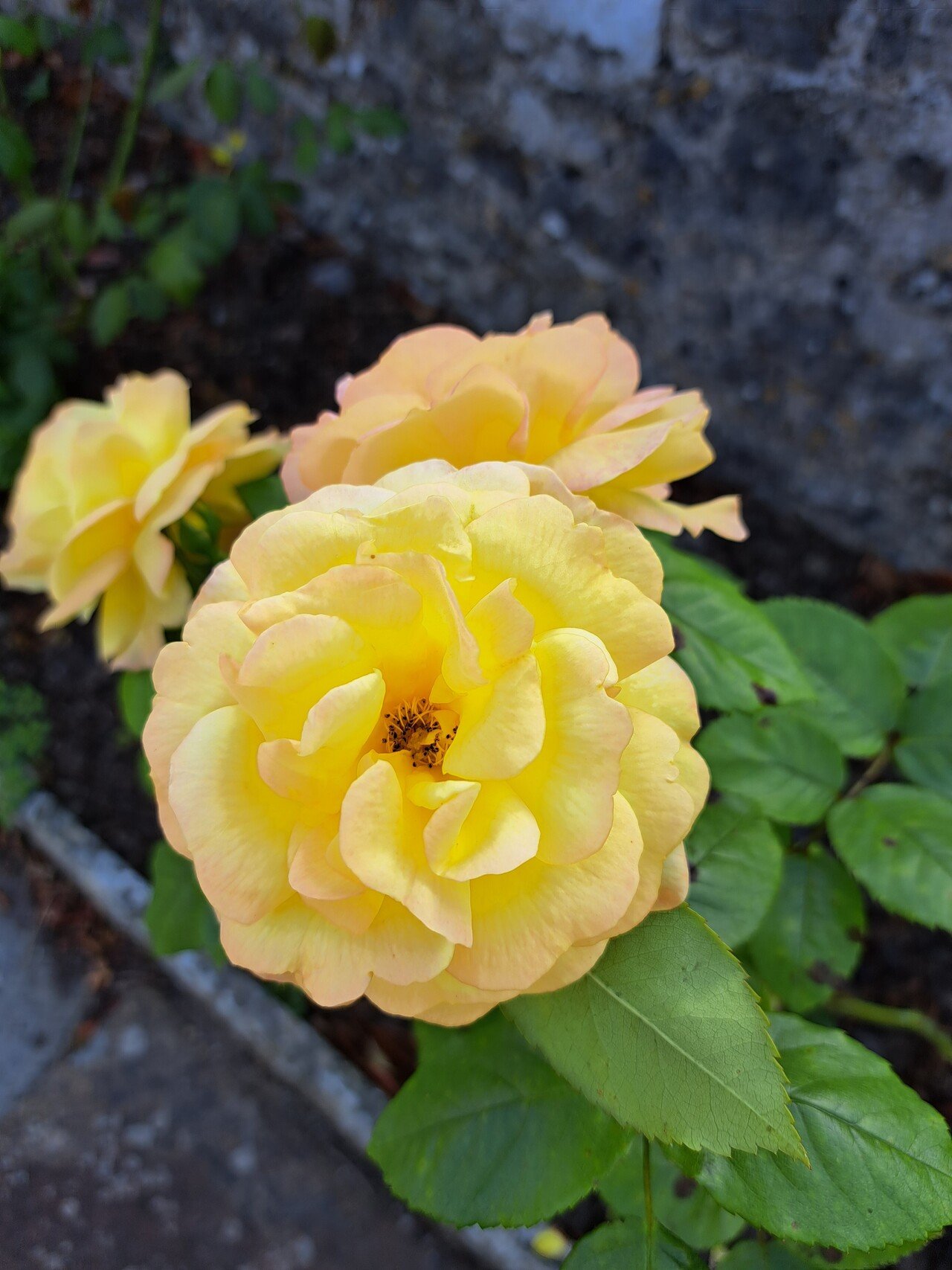 かゆい、ムズムズ 英語でなんて言う？ hay feverなど、花粉症に関する英会話をマスターしよう ワールドトークブログ