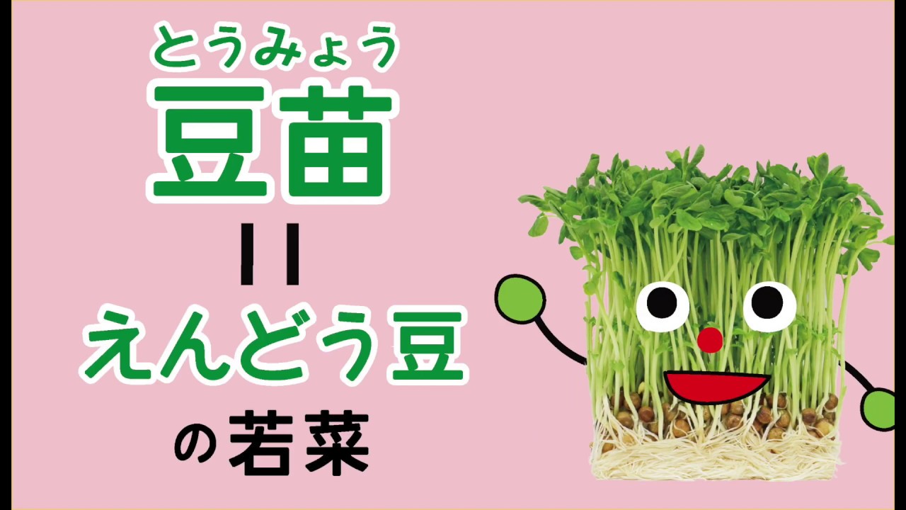 豆苗の再生栽培での育て方！2・3回と収穫を楽しむためのコツは？BOTANICA