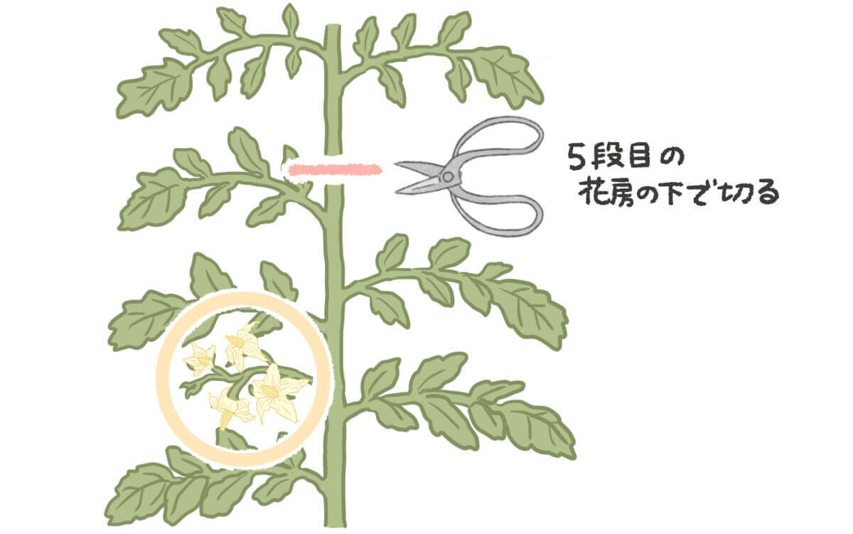 トマト栽培の重要作業 葉かき・摘葉のしかた その葉をなぜとるのか