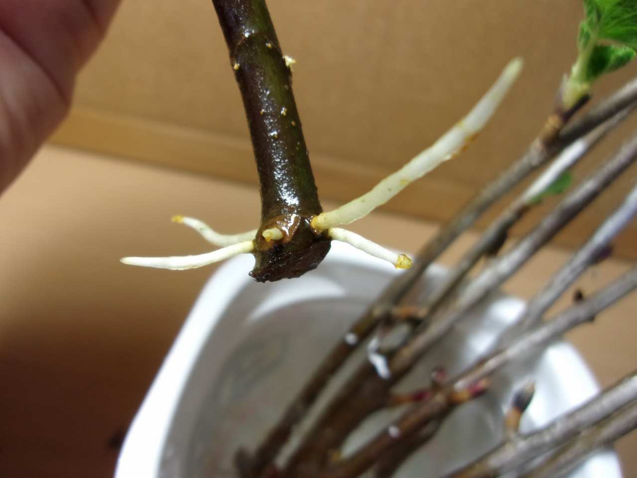 イチジクの増やし方 挿し木や接木よりも確実？取り木のポイント解説します。1ヶ月でしっかり発根を確認。レア品種を安全に増やす。誰でも簡単にできます