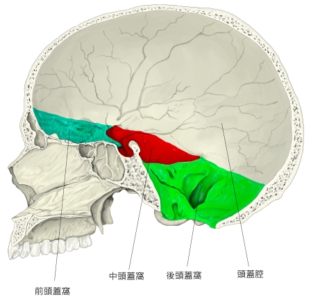 嚥下障害とは 山部歯科医院 － 嚥下障害支援サイト スワロー －