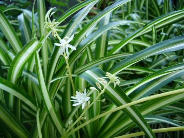 オリヅルランの育て方植え替えや冬越しの方法は？HORTI by GreenSnap