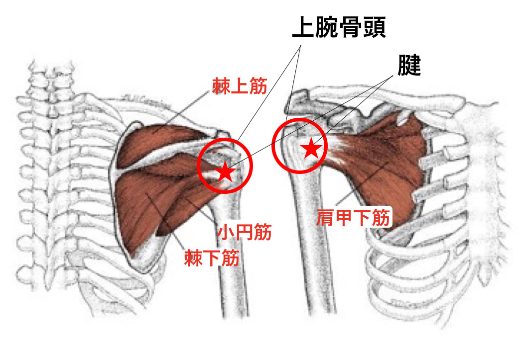 四十肩・五十肩の症状・原因、予防に効果的な運動 - LIFULL 介護 ライフル介護