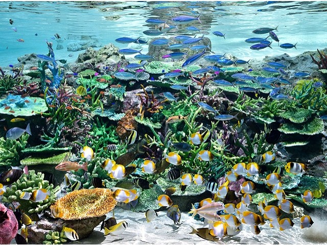 水族館の水が綺麗なのはサンゴの死骸のおかげ雑学ネタ帳