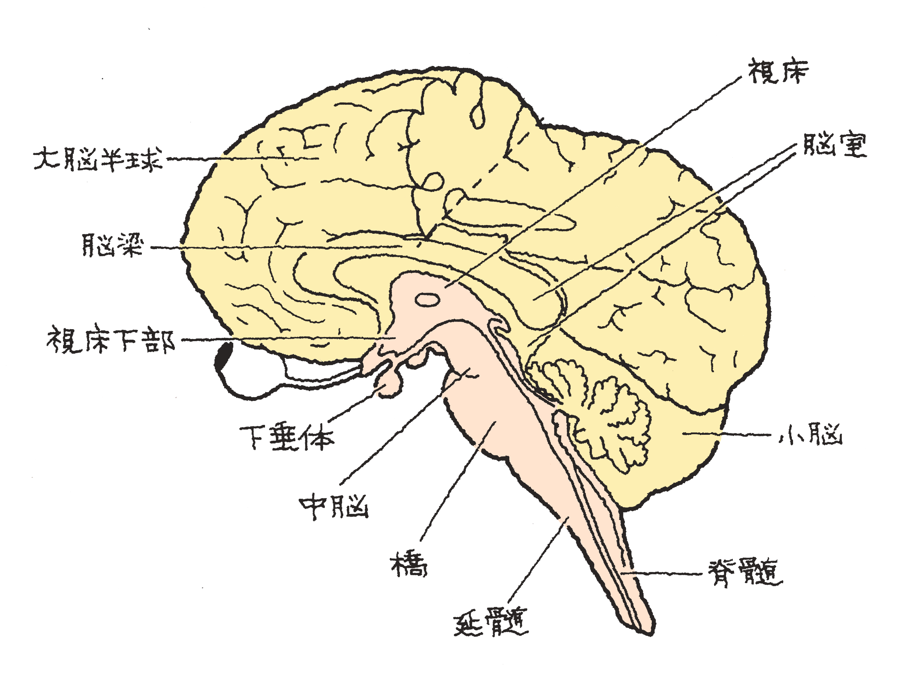 黒澤一弘 かずひろ 解剖学IT教育・指圧師・ラダック on X: 