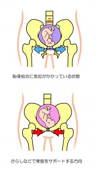 Visual Anatomy 視覚解剖学